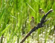 j嵉md??箿L	蓗喂怫8?牮雄的简单介绍