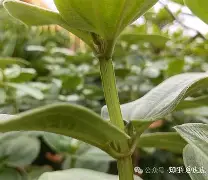 开云体育官网-php垏埇垬件的扩埉埀埆常使埈